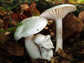 Hygrophorus cossus